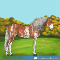 Horse Color:Silver Bay Sabino 