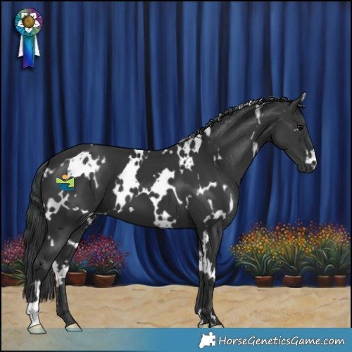 Horse Color:White Spotted Black 