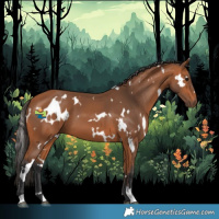 Horse Color:White Spotted Bay 