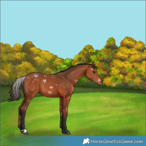 Horse Color:Bay Rabicano 