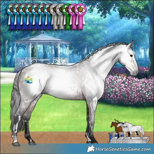 Horse Color:Gray White Spotted Bay 