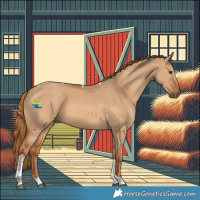 Horse Color:Red Dun Tobiano 