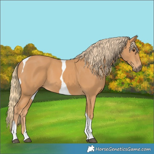 Horse Color:Chestnut Tobiano