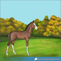 Horse Color:Chocolate Brown Dun Splash Brindle 