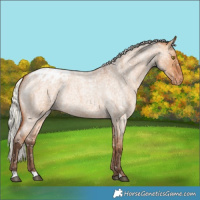 Horse Color:Silver Bay Roan Dun Snowflake Varnish Rabicano 