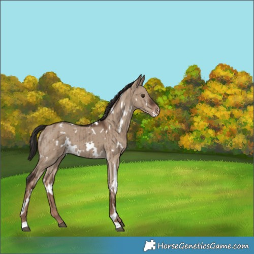 Horse Color:White Spotted Liver Red Dun Varnish Brindle