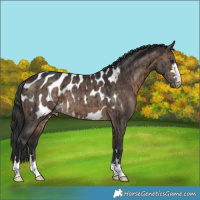 Horse Color:Brown Dun Appaloosa Brindle