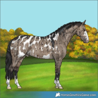 Horse Color:Brown Dun Appaloosa Brindle 