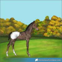 Horse Color:Liver Red Dun Appaloosa Brindle 