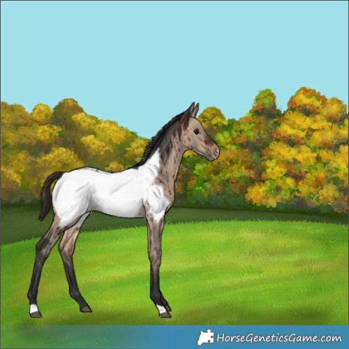 Horse Color:Brown Dun Snowcap Brindle 