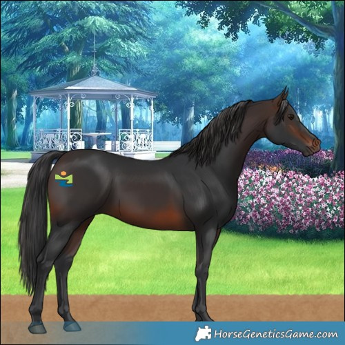 Horse Color:Brown 