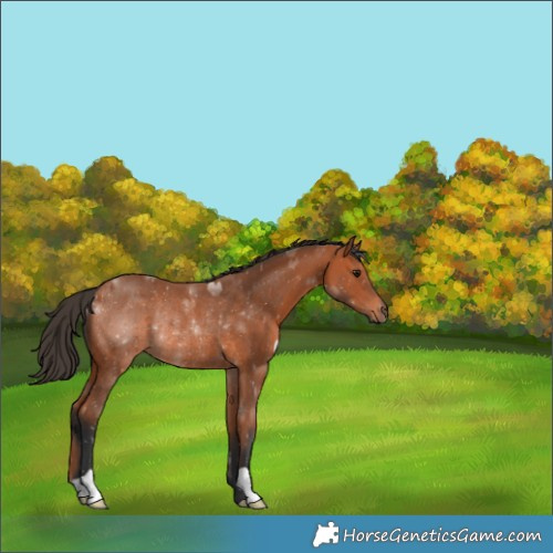 Horse Color:Bay Rabicano 