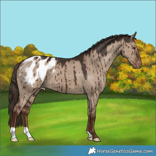 Horse Color:Liver Red Dun Appaloosa Brindle