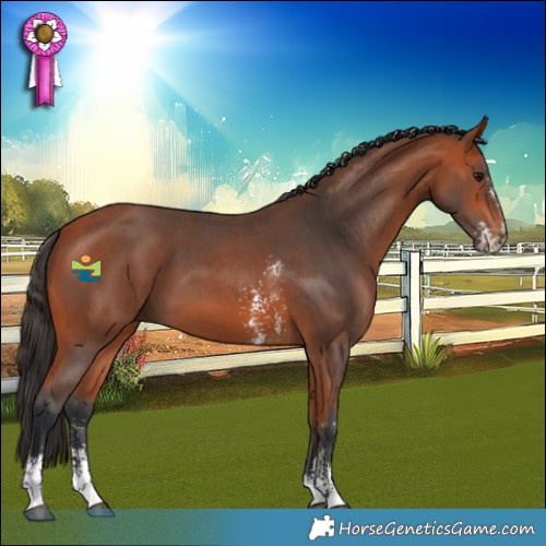 Horse Color:Bay Sabino 