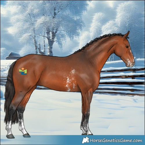 Horse Color:Bay Sabino