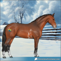Horse Color:Bay Sabino 