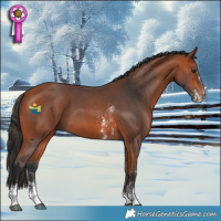 Horse Color:Bay Sabino 