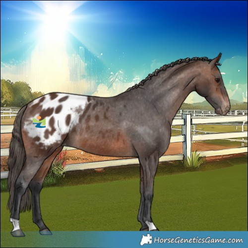 Horse Color:Brown Blanket Rabicano 