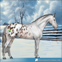 Horse Color:Brown Blanket Rabicano