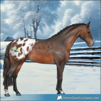 Horse Color:Brown Appaloosa Rabicano 
