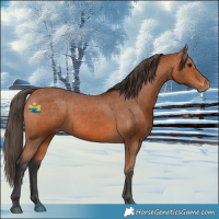 Horse Color:Bay Appaloosa Rabicano 
