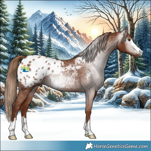 Horse Color:Gray Chestnut Appaloosa 