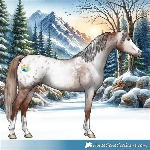 Horse Color:Gray Chestnut Appaloosa 