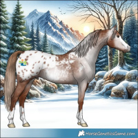 Horse Color:Gray Chestnut Appaloosa 