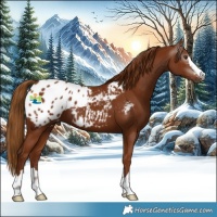Horse Color:Gray Chestnut Appaloosa