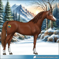 Horse Color:Gray Chestnut 