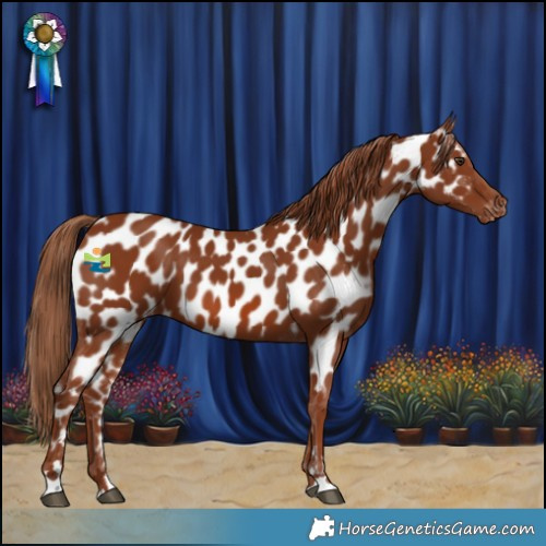 Horse Color:Chestnut Near Leopard 
