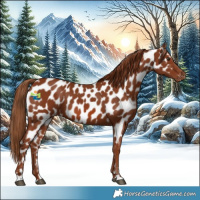 Horse Color:Chestnut Appaloosa 