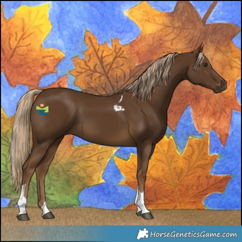 Horse Color:Chocolate Palomino Tobiano 
