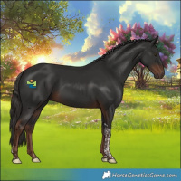 Horse Color:Liver Chestnut Tobiano 