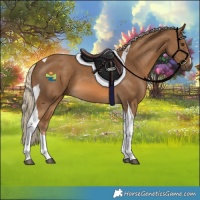 Horse Color:Chocolate Palomino Tobiano