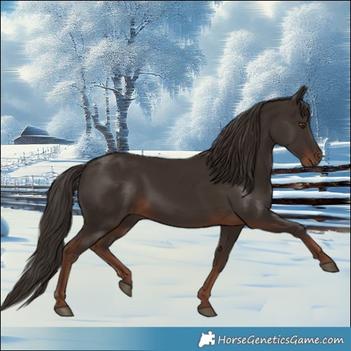 Horse Color:Liver Chestnut Rabicano 