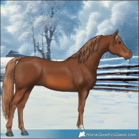 Horse Color:Chestnut 