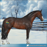 Horse Color:Bay Rabicano 