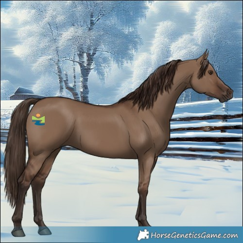 Horse Color:Liver Red Dun 
