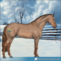 Horse Color:Red Dun 