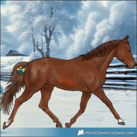 Horse Color:Chestnut Rabicano 