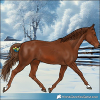 Horse Color:Chestnut Rabicano 