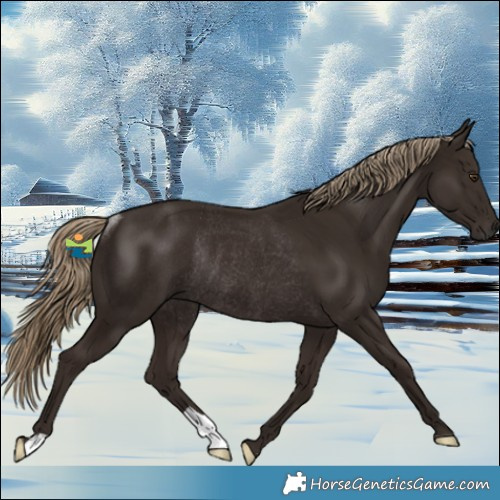 Horse Color:Liver Chestnut Rabicano 
