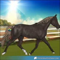 Horse Color:Liver Chestnut Rabicano 