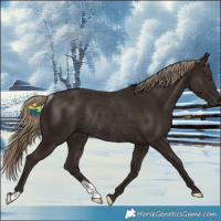 Horse Color:Liver Chestnut Rabicano 