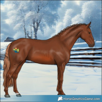 Horse Color:Chestnut Rabicano 
