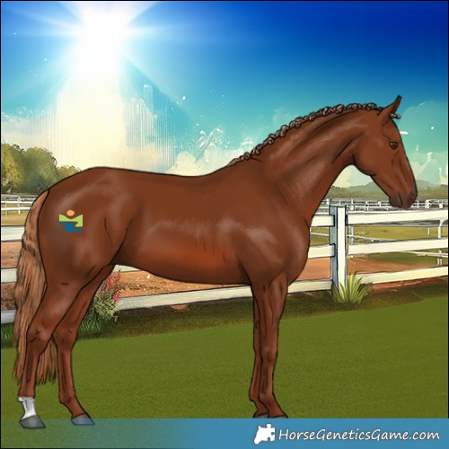 Horse Color:Chestnut 