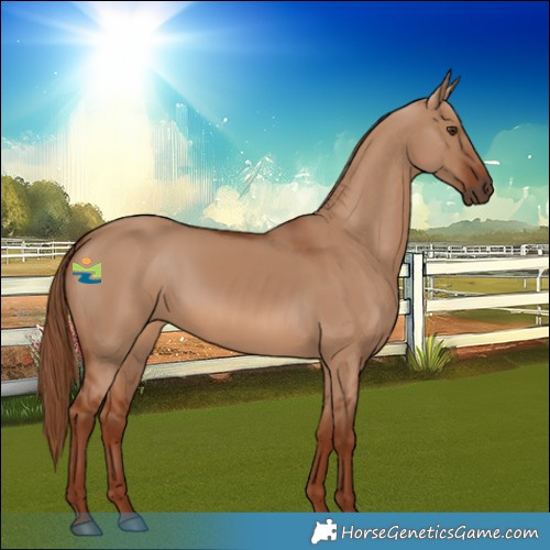 Horse Color:Red Dun Rabicano 