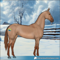 Horse Color:Red Dun Rabicano