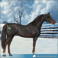 Horse Color:Liver Chestnut Rabicano 